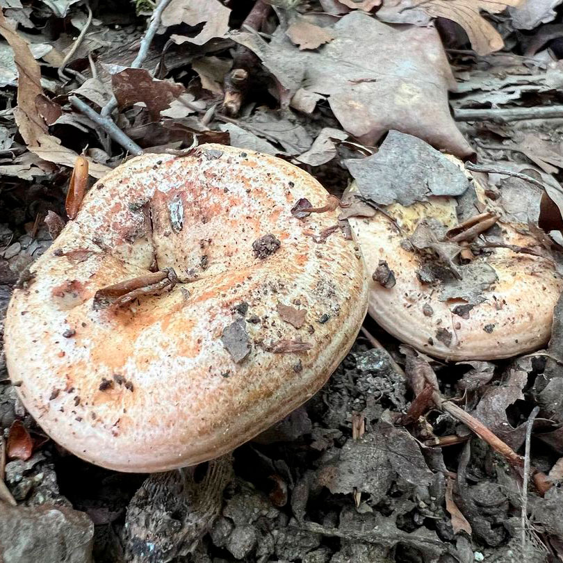Млечник острейший (Lactarius acerrimus)