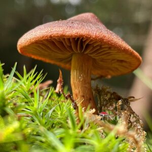 Паутинник красивейший (Cortinarius speciosissimus)