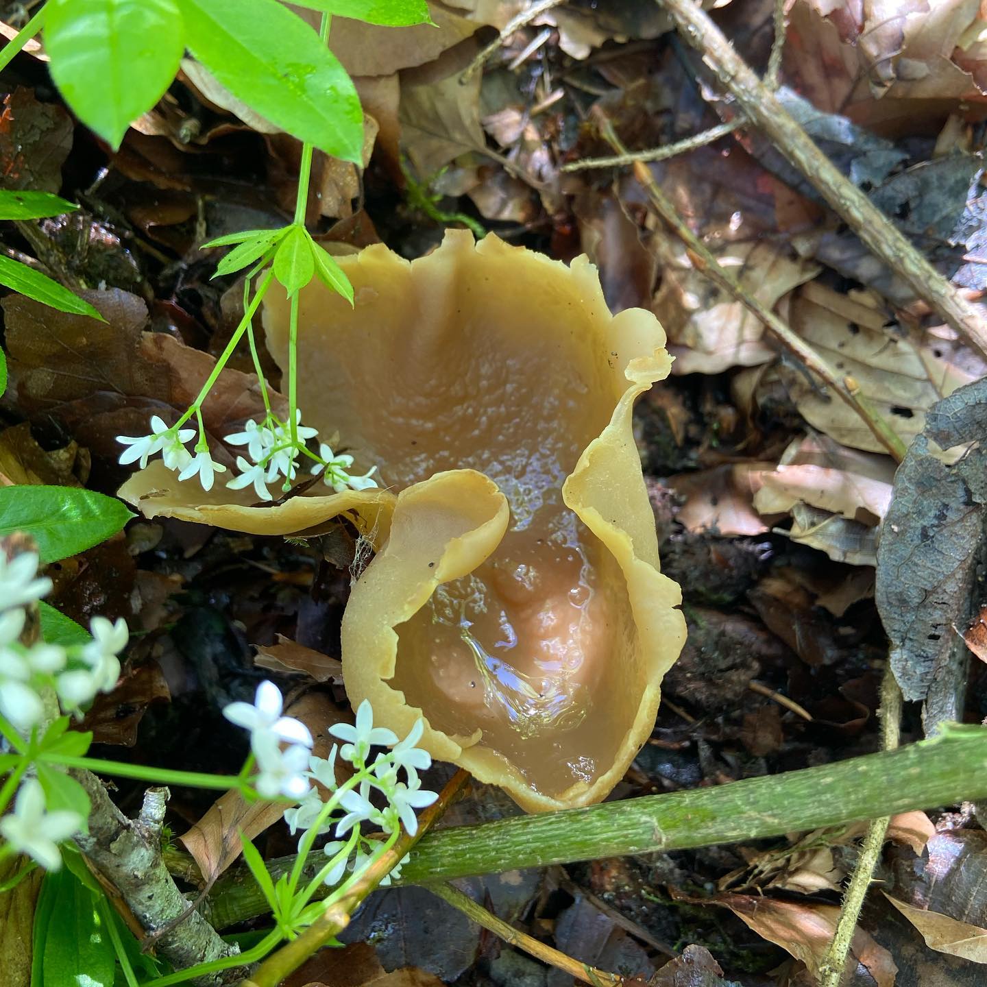 Peziza arvernensis