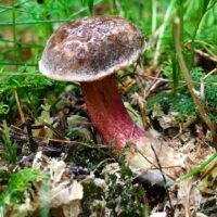 Моховик бархатный (Xerocomellus pruinatus)