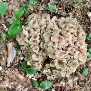 Грифола (трутовик) зонтичная (Polyporus umbellatus)