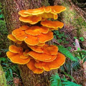 Летипорус хвойный (Laetiporus conifericola)