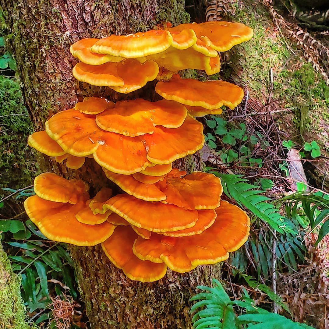 Летипорус хвойный (Laetiporus conifericola)
