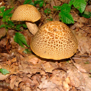 Шахматный (Leccinum tesselatum)