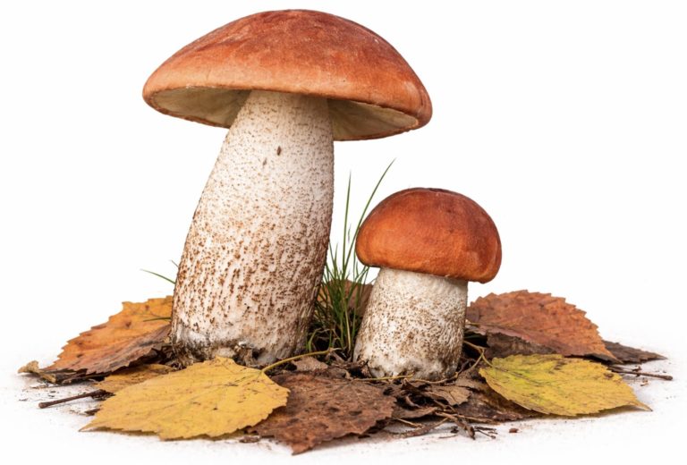 Подосиновик красный (Leccinum aurantiacum)