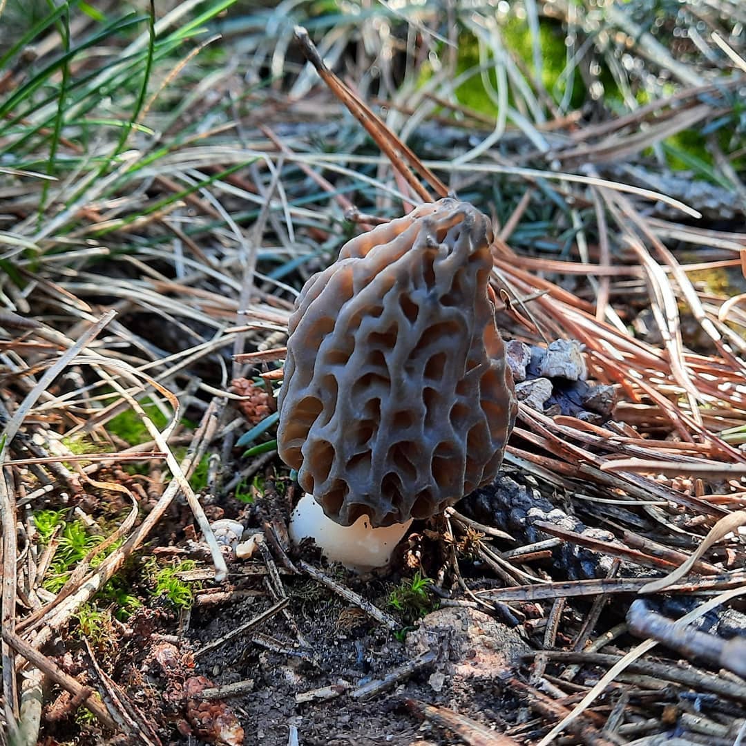 Сморчок пурпурный (лат. Morchella purpurascens)