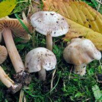 Волоконница белеющая (Inocybe grammata)