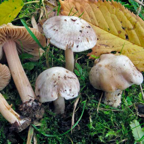 Волоконница белеющая (Inocybe grammata)