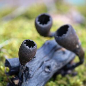 Урнула бокаловидная (Urnula craterium)