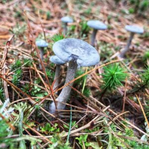 Лисичка горбатая (Cantharellula umbonata)
