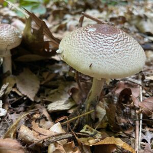 Шампиньон плоскошляпковый (Agaricus placomyces)