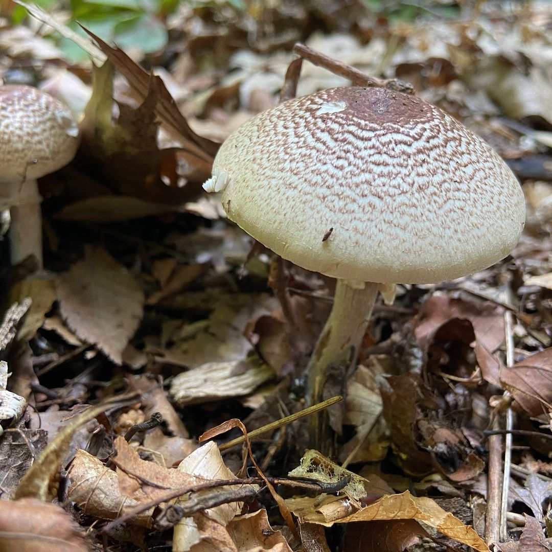 Шампиньон плоскошляпковый (Agaricus placomyces)