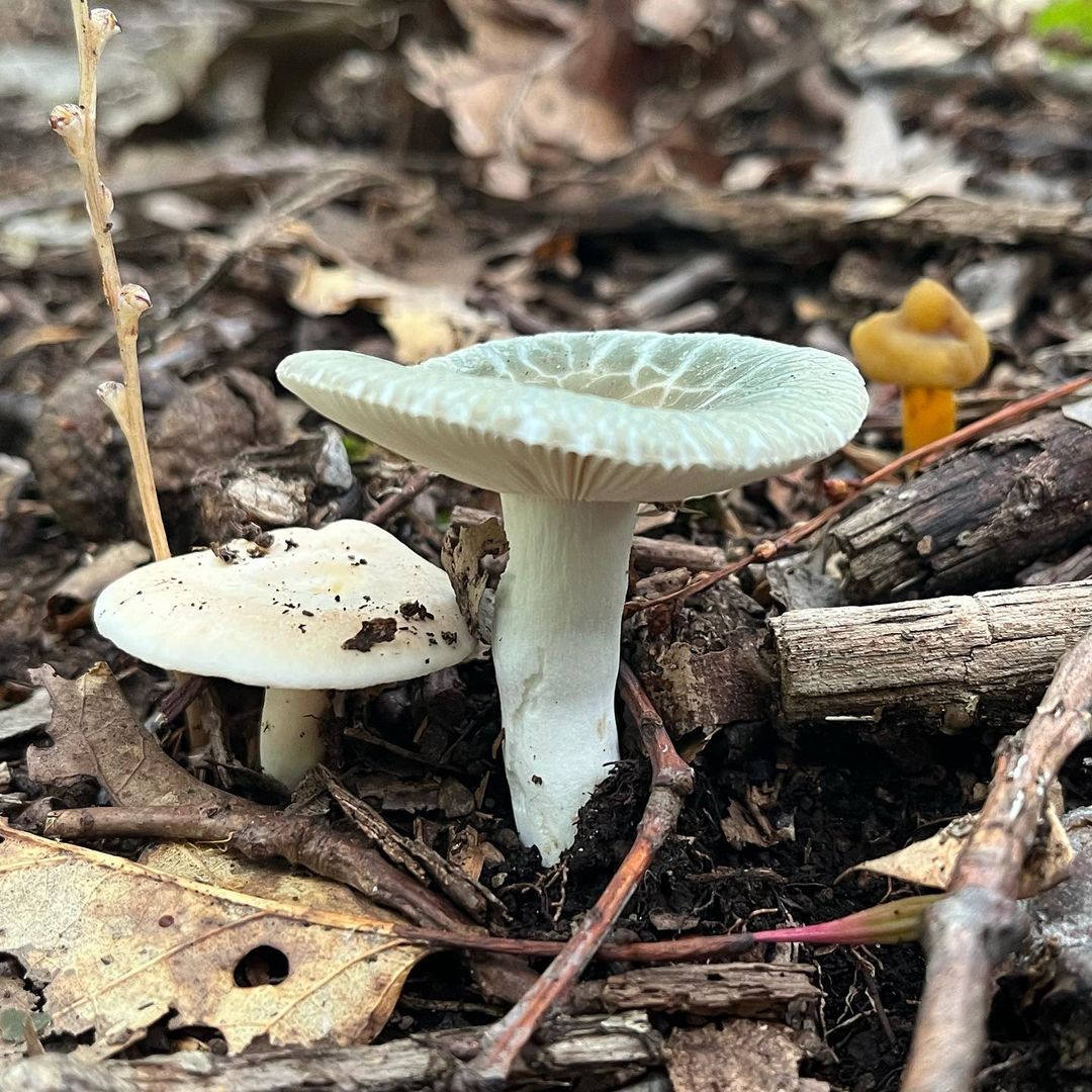 Сыроежка зеленоватая (Russula virescens)