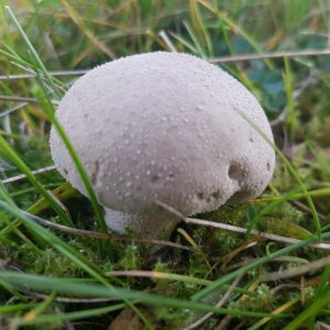Шампиньон крупноспоровый (Agaricus macrosporus)