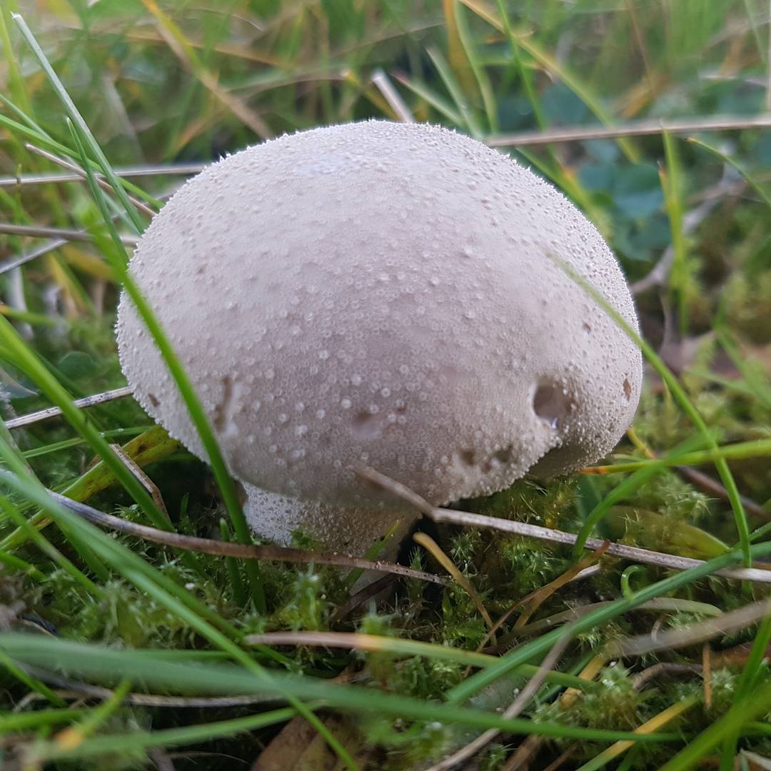 Шампиньон крупноспоровый (Agaricus macrosporus)