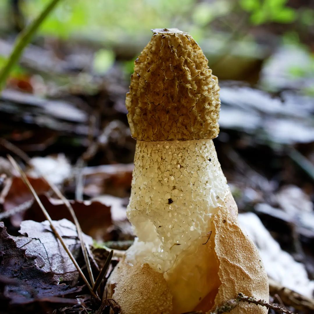 Диктиофора сдвоенная или сетконоска (Phallus duplicatus)