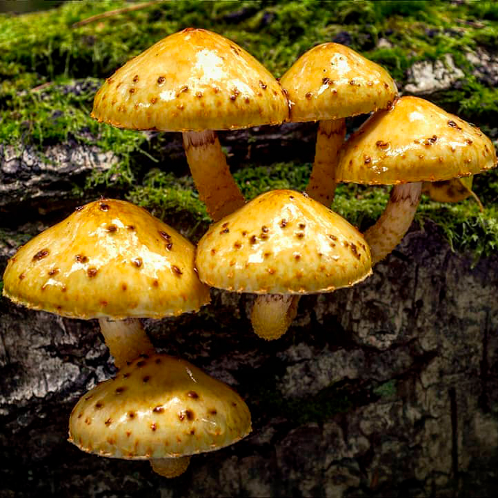 Чешуйчатка лимонная (Pholiota limonella)