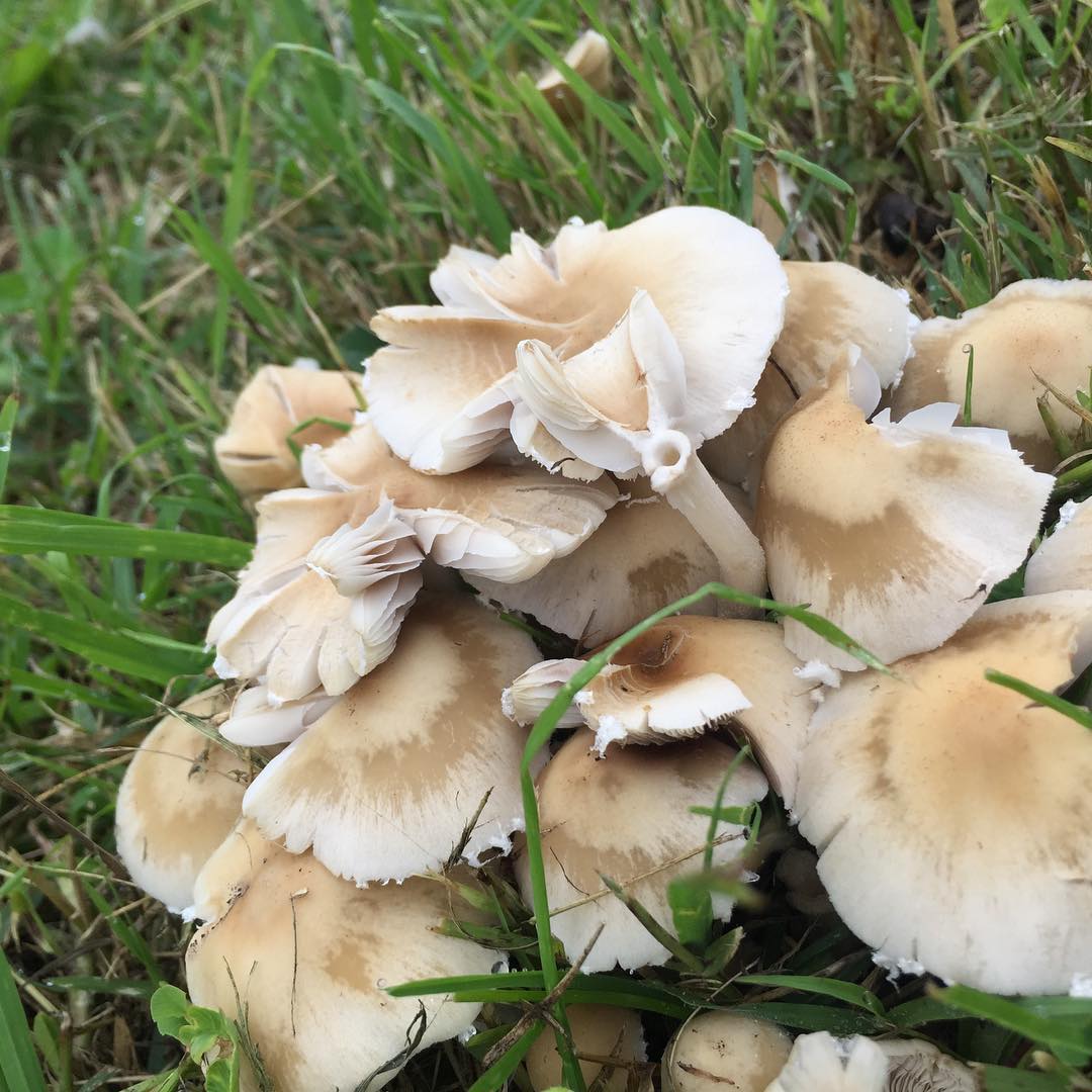 Псатирелла Кандолля (Psathyrella candolleana)