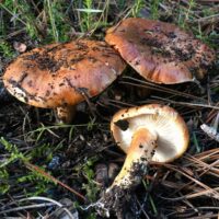 Рядовка надломленная (Tricholoma batschii)