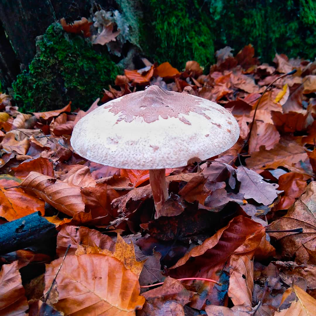 Зонтик Конрада (Macrolepiota konradii)