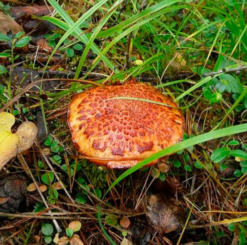 Маслёнок примечательный (Suillus spectabilis)
