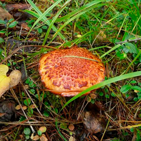 Маслёнок примечательный (Suillus spectabilis)