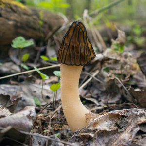 Сморчок полусвободный (лат. Morchella semilibera)