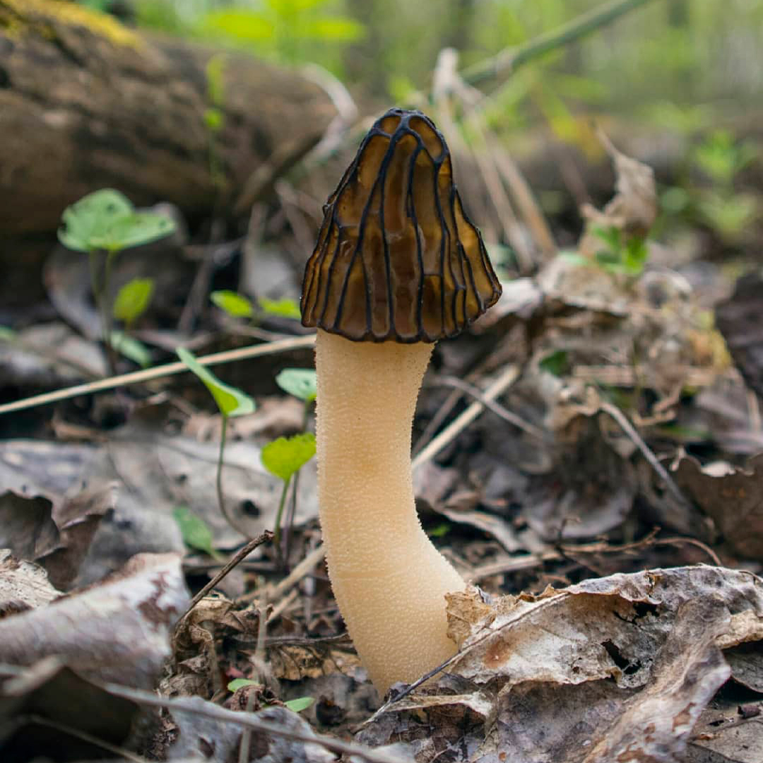 Сморчок полусвободный (лат. Morchella semilibera)