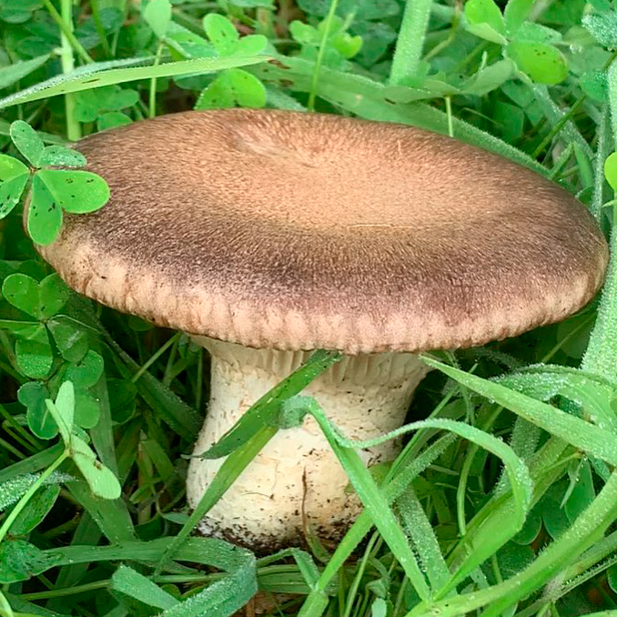 Вешенка королевская (Pleurotus eryngii)