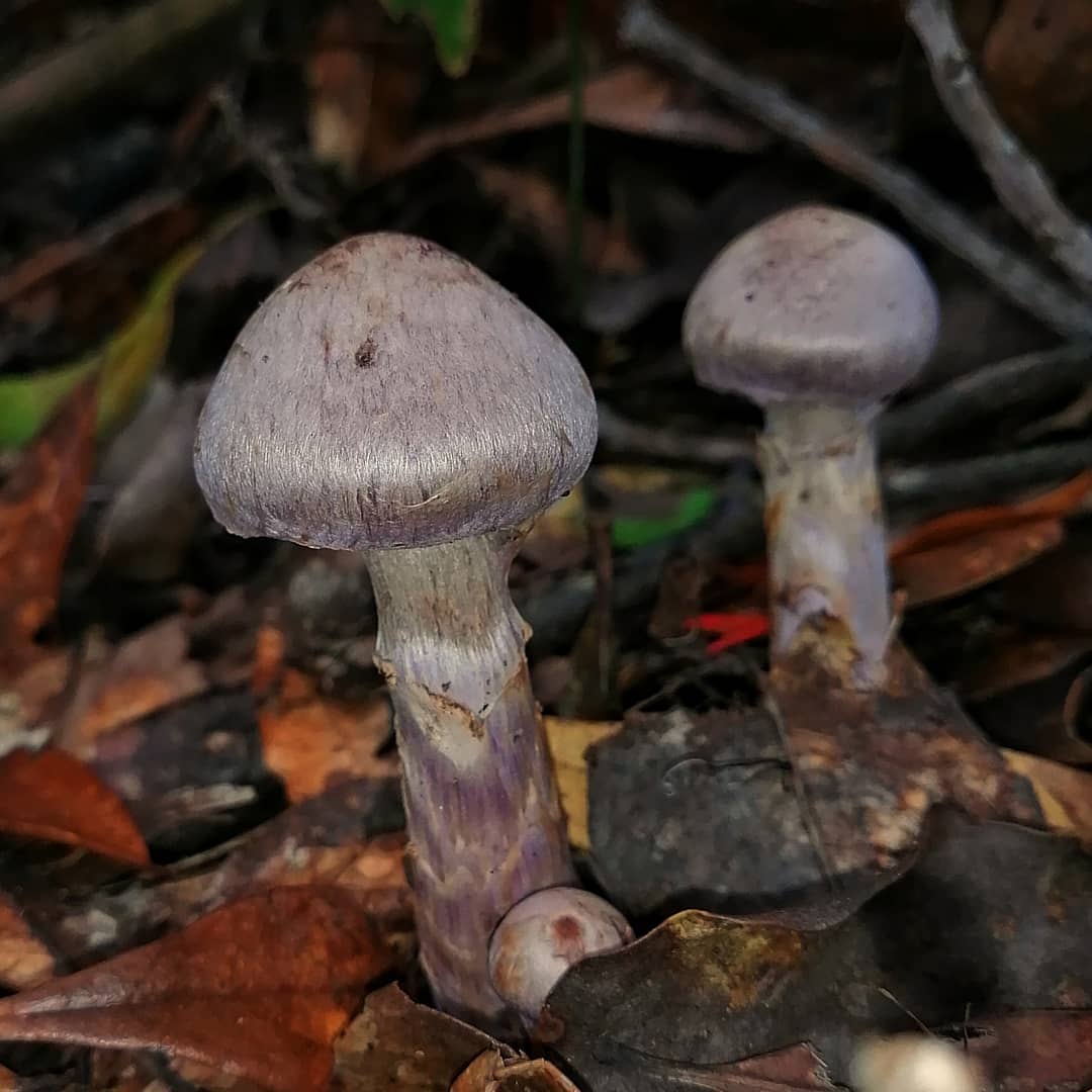 Камфорный паутинник (Cortinarius camphoratus)