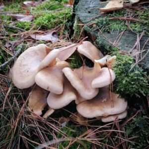 Волчий пилолистничек (Lentinellus vulpinus)