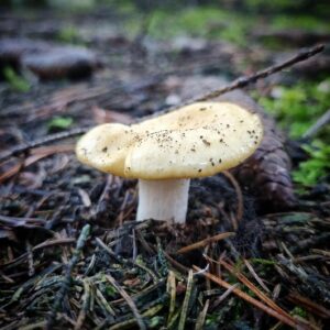 Сыроежка охристая (Russula ochroleuca)
