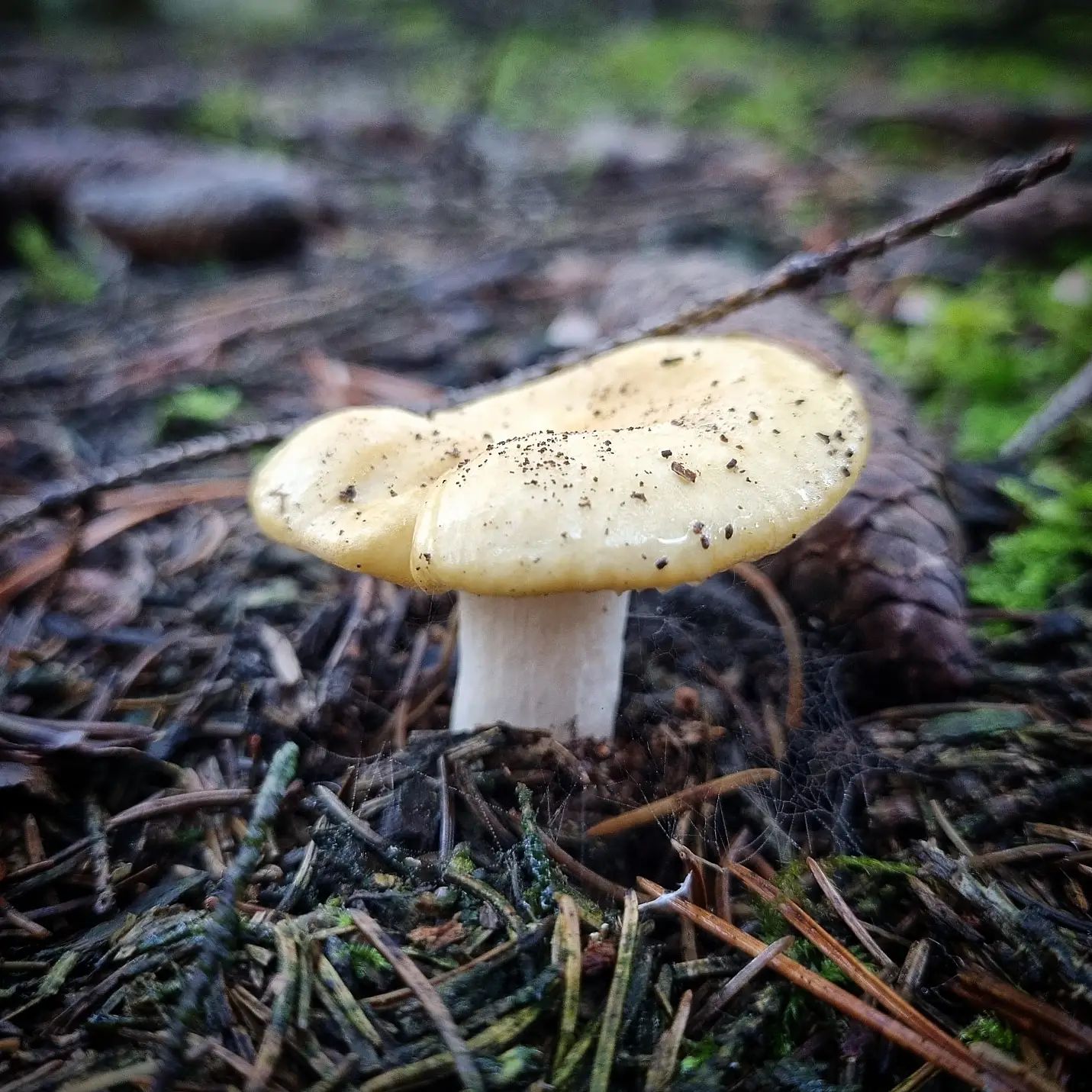 Сыроежка охристая (Russula ochroleuca)