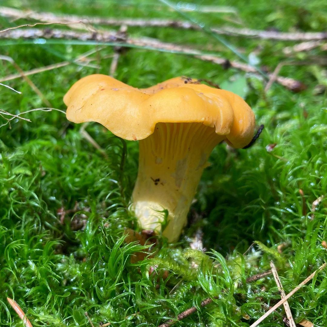 Лисичка обыкновенная (Cantharellus cibarius)