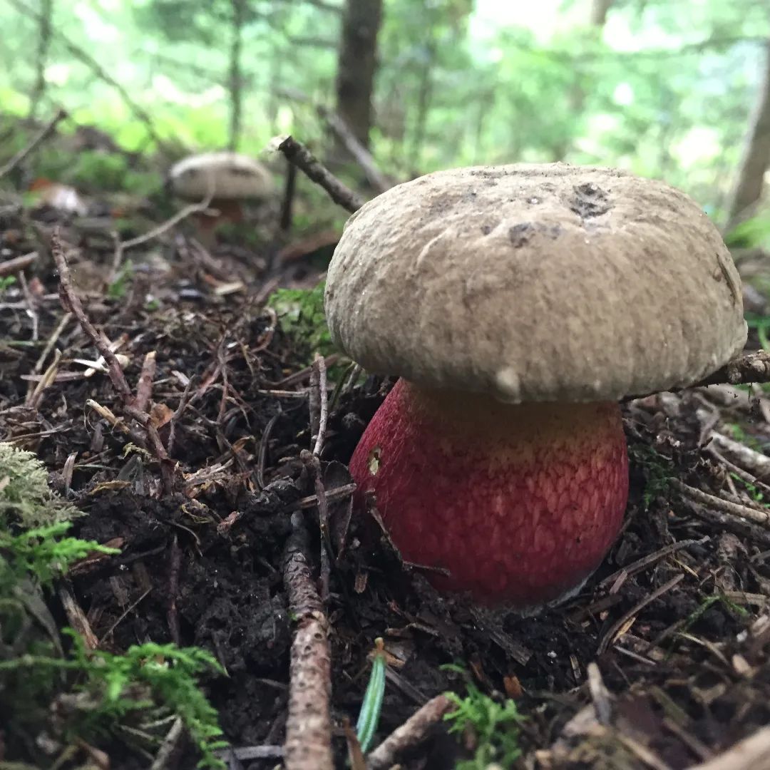 Боровик красивый (Caloboletus calopus)