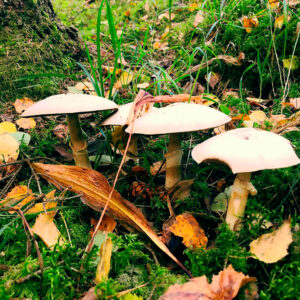 Шампиньон кривой (Agaricus abruptibulbus)