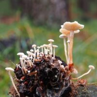 Коллибия клубневая (Collybia tuberosa)