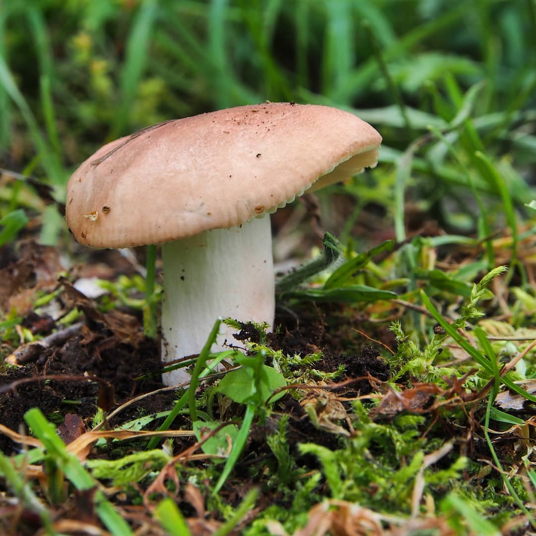 Сыроежка пищевая (Russula vesca)
