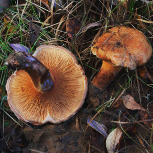 Свинушка аммиачная (Paxillus ammoniavirescens)