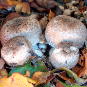 Белошампиньон длиннокорневой (Leucoagaricus barssii)