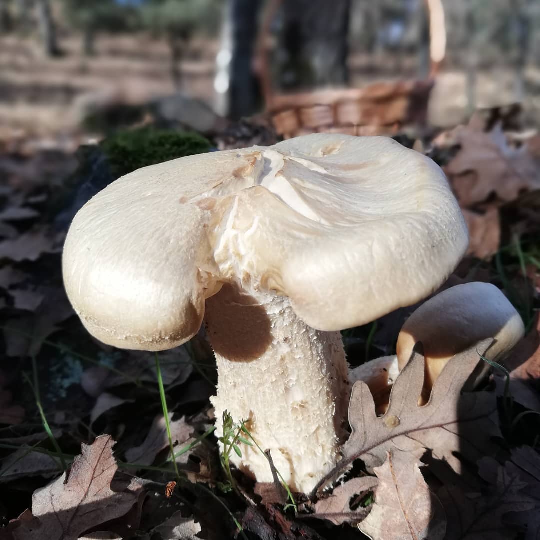 Энтолома желтовато-сизая (Entoloma lividum)