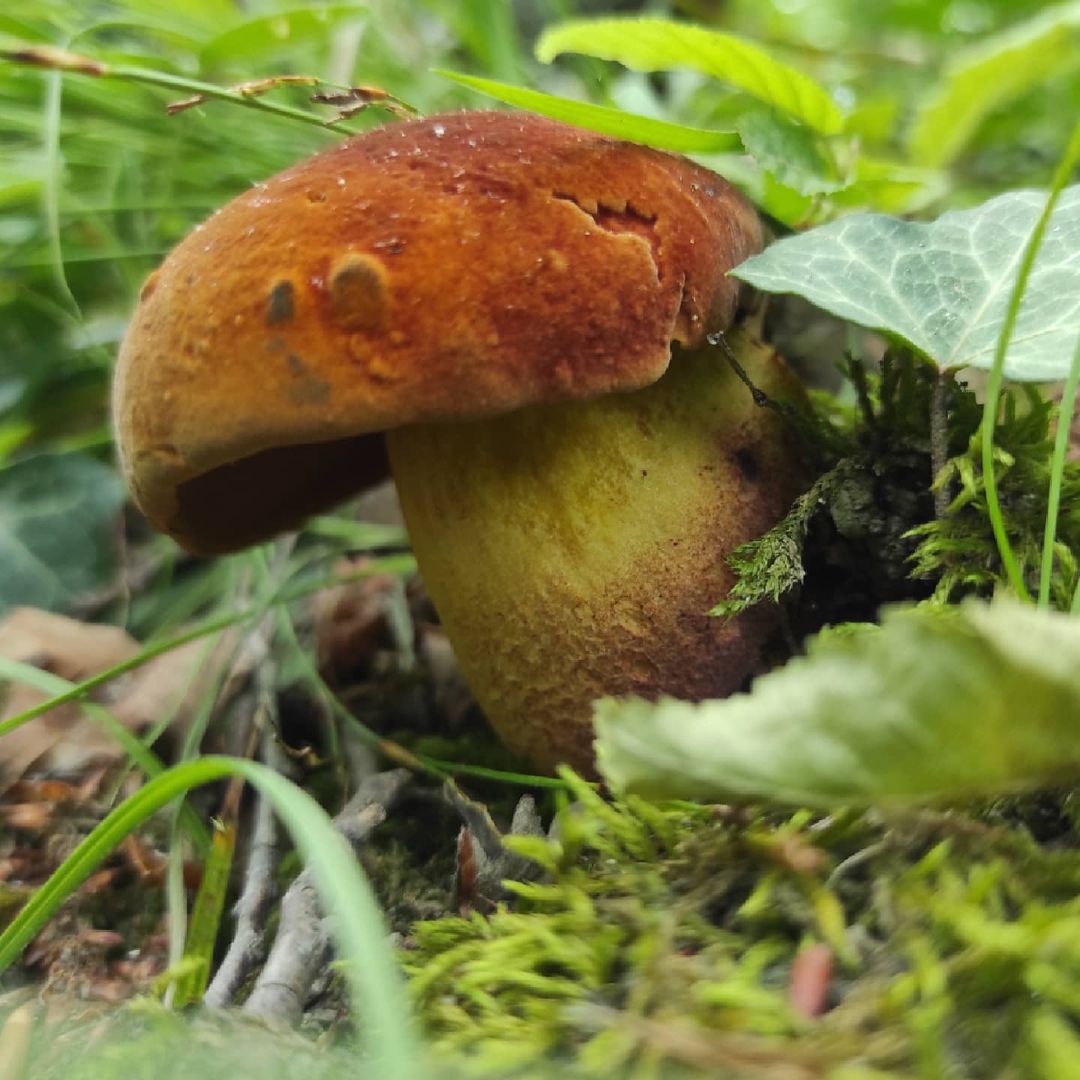 Дубовик Келе (Suillellus queletii)