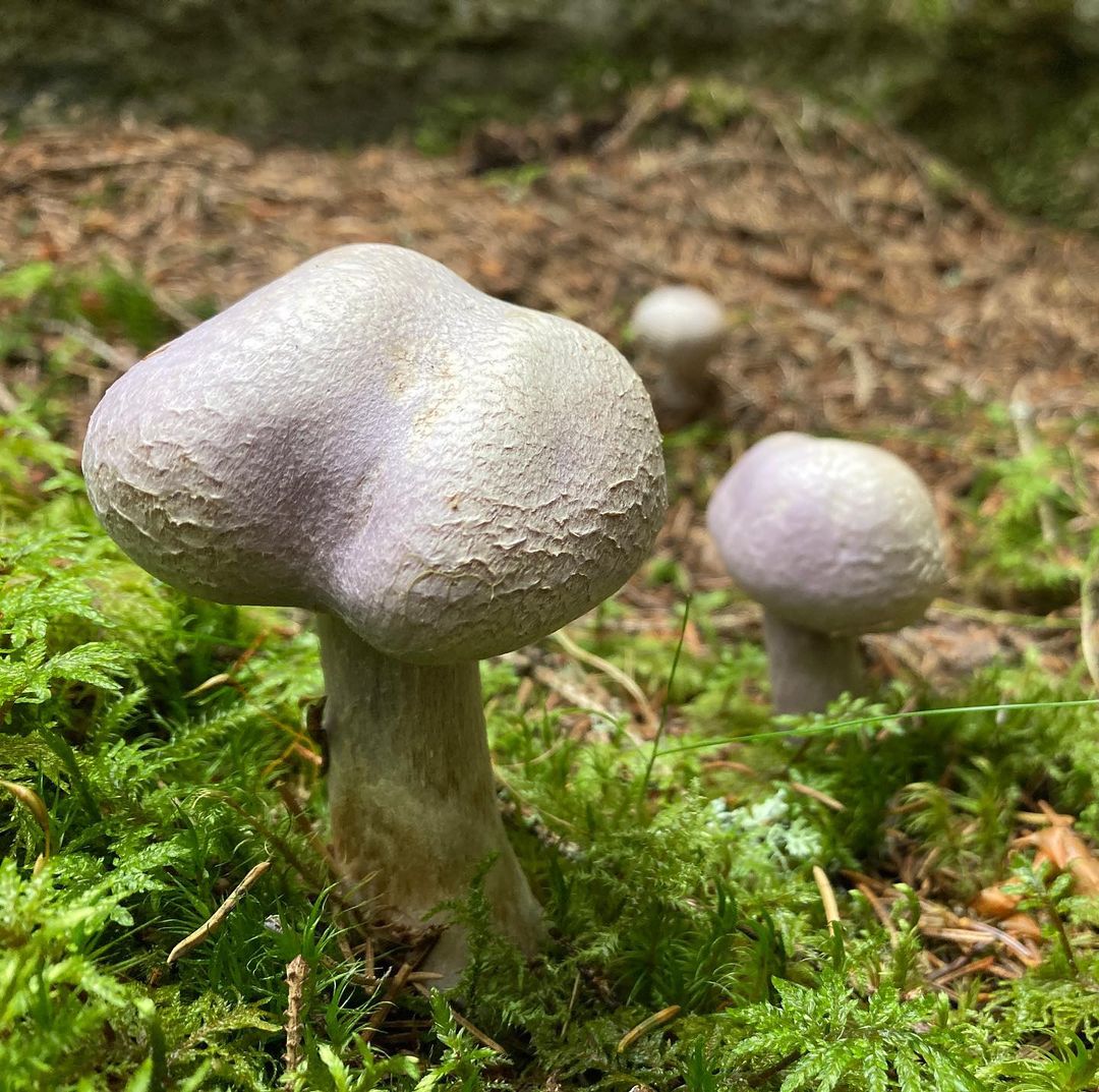 Паутинник бело-фиолетовый (Cortinarius alboviolaceus)