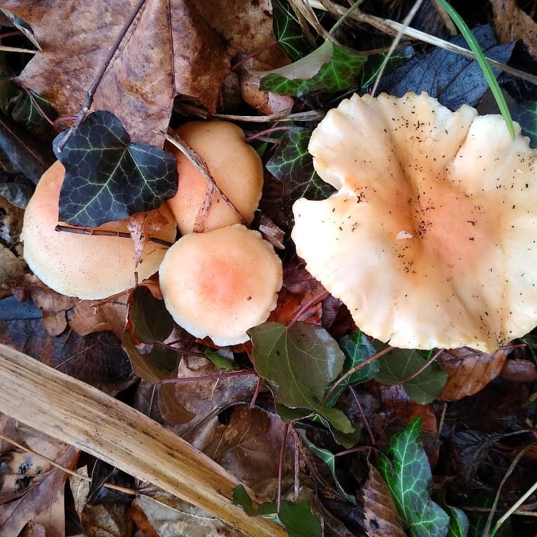 Гигрофор дубравный (Hygrophorus nemoreus)