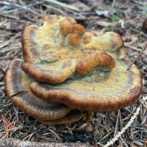 Феолус Швейница (Phaeolus schweinitzii)