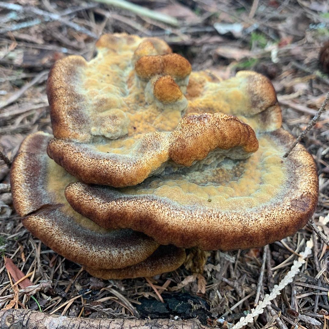 Феолус Швейница (Phaeolus schweinitzii)