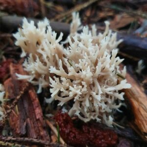 Клавулина гребенчатая (Clavulina coralloides)