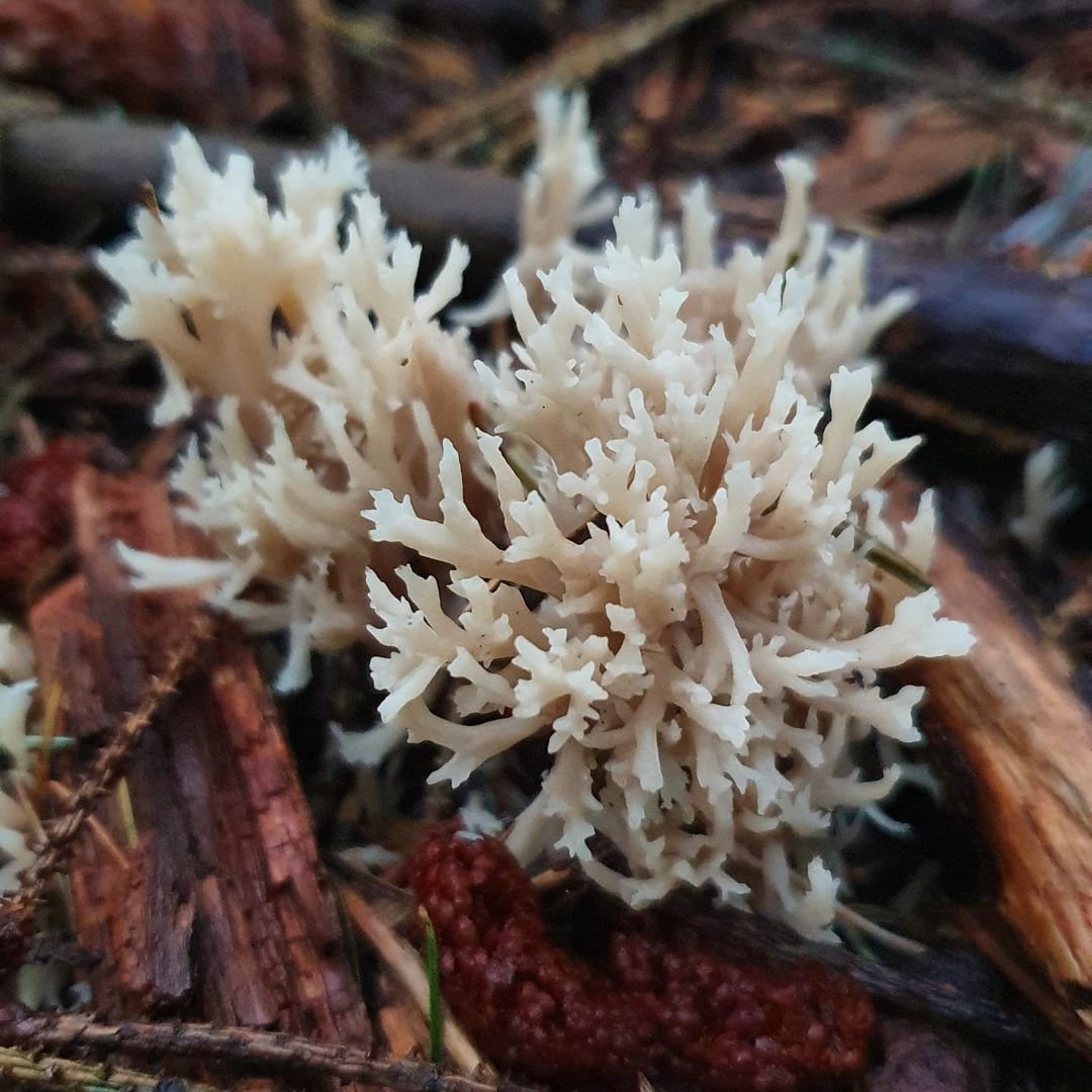 Клавулина гребенчатая (Clavulina coralloides)