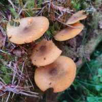 Трихоломопсис красивый (Tricholomopsis decora)