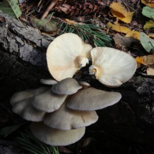 Поздняя вешенка (Panellus serotinus)